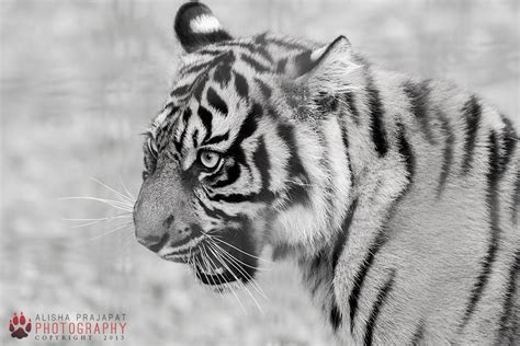 Sumatran Tiger Cub By Ravenith On Deviantart