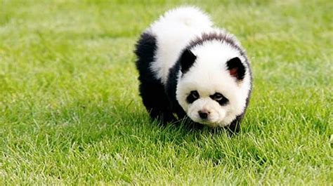 Viral Perro Chow Chow Que Parece Panda Es El último éxito En China