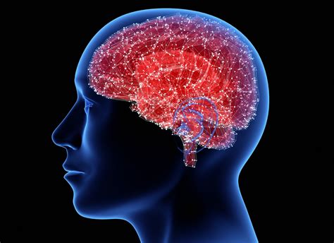 En Qué Otros Lugares De Nuestro Cuerpo Tenemos Neuronas Además Del Cerebro Y Para Qué Sirven T13