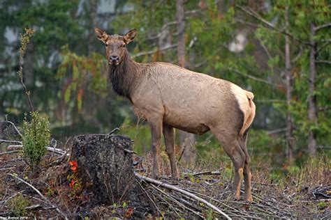 Roosevelt Elk West Coast Of Vancouver Island Lee Barlow Flickr