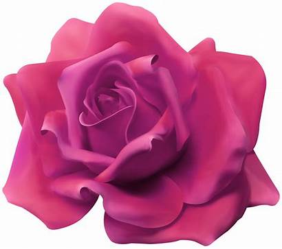 Rose Transparent Clipart Roses Yopriceville