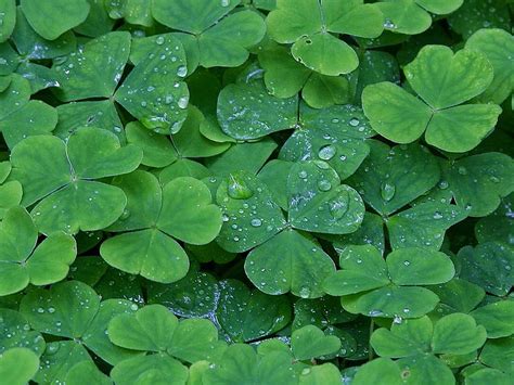 Free Picture Clover Dew Drops