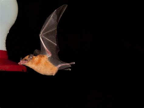 Orange Nectar Bat An Orange Nectar Bat Lonchophylla Robus Flickr