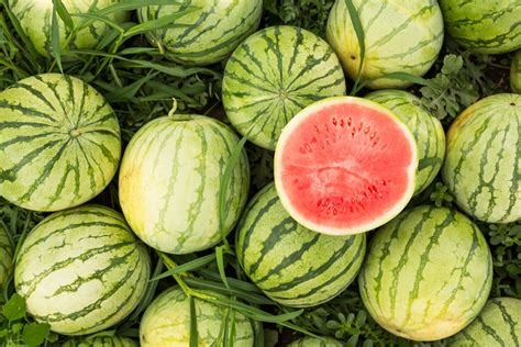 Real Food Encyclopedia Watermelon Foodprint