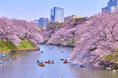 Dónde Ver Cerezos En Flor En Tokio ⇒ 【¡14 Sitios】 🥇