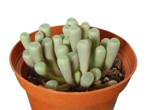 Fenestraria Baby Toes 2 Or 4 Potted Succulent Great For Ts Clay