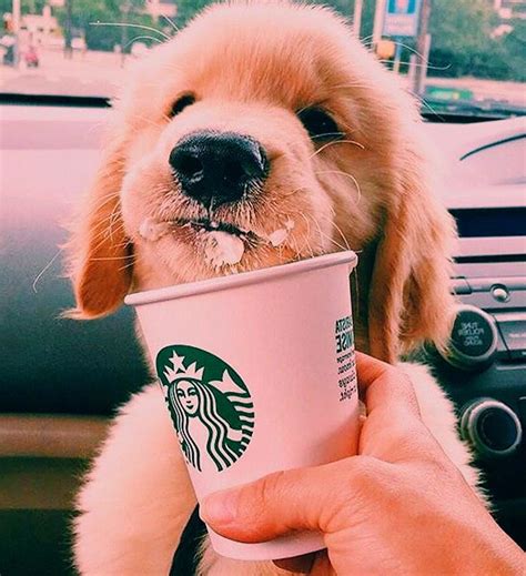 Photography Puppies Cute Dog Wallpaper Cute Baby Dogs Cute Puppy