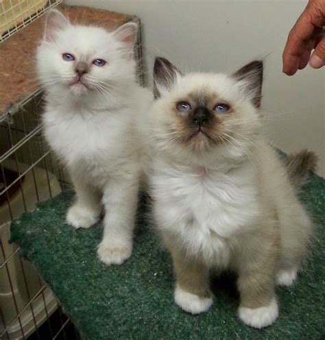 The Kuwait Cats And Kittens Adoption And Sales Email Us At