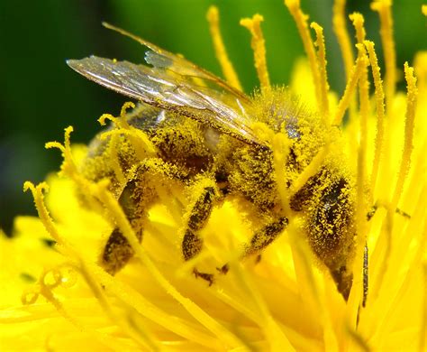 Fileimage Pollination Bee Dandelion Zoom2