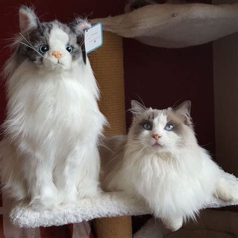 Plush Cat Artist Cat Replica Life Size Replica Cat White Realistic