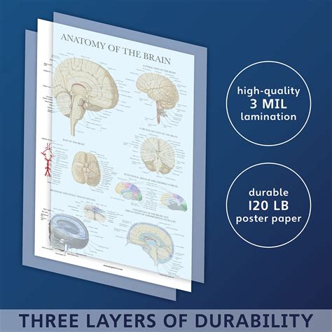 Brain Anatomy Poster Laminated Anatomical Chart Of The Human Brain