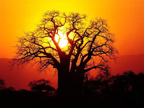African Baobab Africa Baobab Tree Sunset Hd Wallpaper Pxfuel