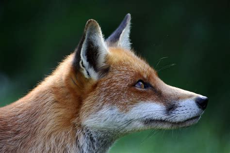 All Sizes Fox Profile Flickr Photo Sharing