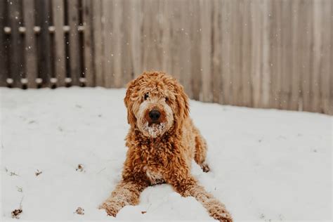 The best dog food for goldendoodles will. Top 15 Best Dry Food for Goldendoodles [Full Breakdown ...