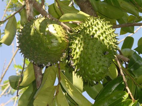 Malah daun durian belanda itu dijual pada harga rm 5 sehelai! Mitos Durian Belanda Sebagai Ubat Kanser. - SoZCyili