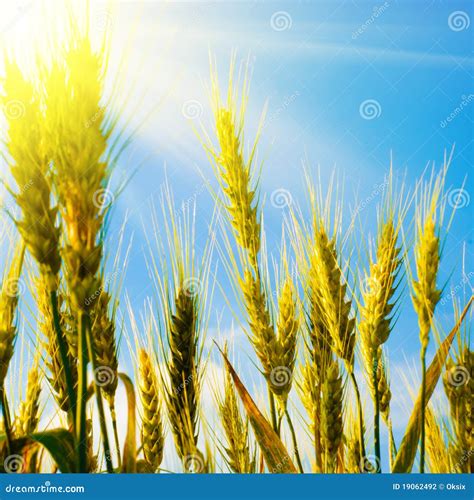 Wheat Field With Sunlight Stock Photo Image Of Nature 19062492