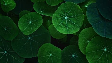3840x2160 Leaf 4k Hd 4k Wallpapers Images Backgrounds Photos And
