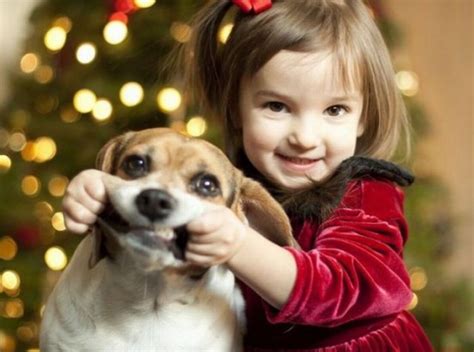 Beautiful Animals In Christmas Photography 20 Photos Of Cute Animals