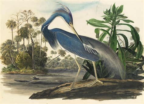 Audubon's Original Watercolors on Display at the New York Historical Society | Audubon