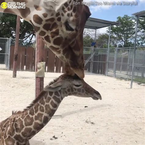 Baby Giraffe Takes Its First Steps At Zoo Miami Florida Florida Zoo
