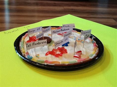Mitochondria consists of the inner and outer membrane. Animal cell cookie!! Cell Membrane-Gummy Worms Vacuoles ...