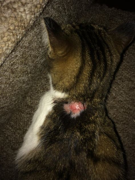 My Cat Has A Patch Of Fur Missing From The Back Of Her Neck There Is Now A Red Patch And She