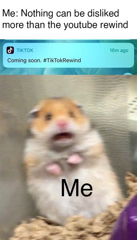 A collection of the top 42 hamster meme wallpapers and backgrounds available for download for free. Hamster memes! Short term potential! : MemeEconomy