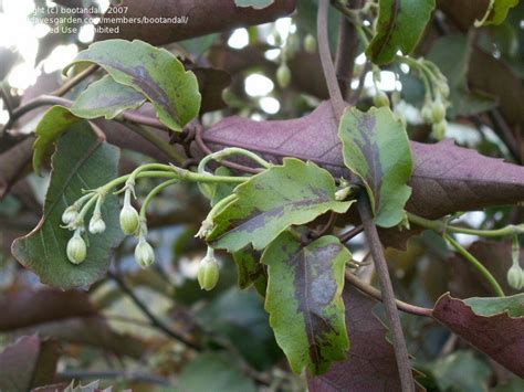 Minecraft bedrock behaviour and resource pack that adds various nz native animals to the game. PlantFiles Pictures: Clematis Species, New Zealand Panicle ...