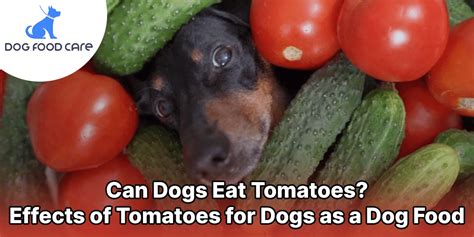 Can Dogs Eat Tomatoes Effects Of Tomatoes For Dogs As A Dog Food Dog