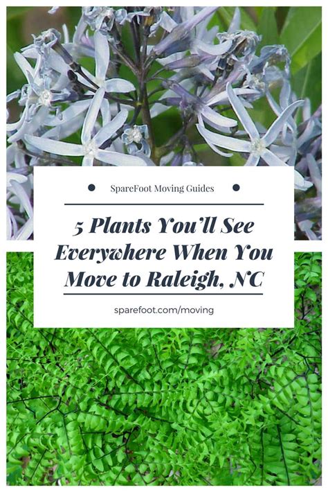 5 Plants Youll See Everywhere When You Move To Raleigh Nc Sparefoot