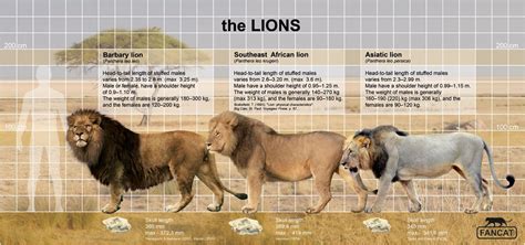 The Lion Size And Characteristics Lions Lion Size Asiatic Lion