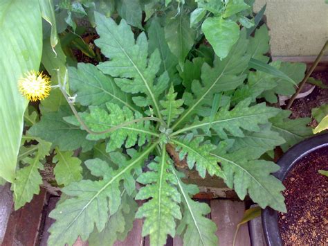 Not horny, big anime tiddies. ++ kEbUn pApA AiNa ++: Pokok Daun Lima Riyal (RM5)