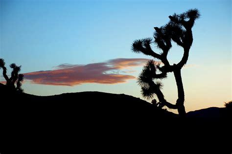 Joshua Tree National Park Desert California Around Guides