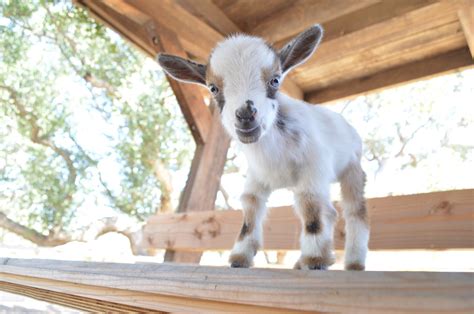 Say I Love You With A Baby Goat Delivered To Your Valentine