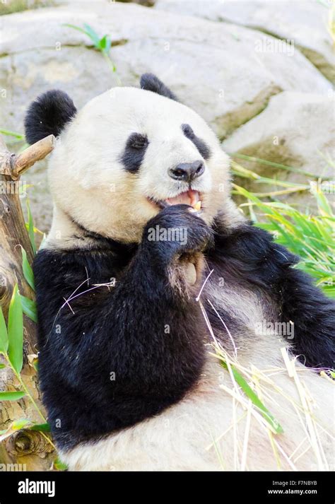 A Cute Adorable Lazy Adult Giant Panda Bear Eating Bamboo The