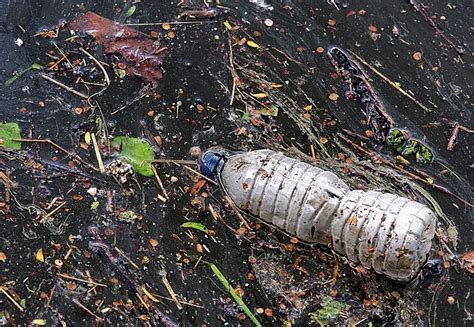 Plastikmüll Im Ozean Wal Mit 40 Kg Müll Im Bauch Verendet