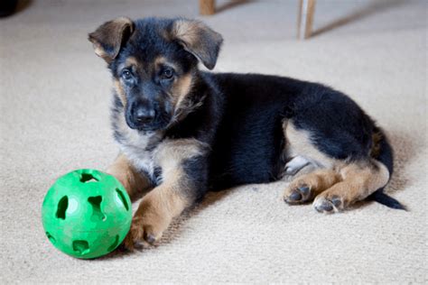 #germanshepherd #shepherd hi friends, today we presents you the german shepherd puppies in india. Are German Shepherds Good With Small Dogs? Tips & Tricks ...
