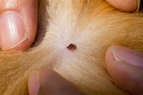 Dog Bit By A Tick Heres What To Do Our Vet Answers Hepper