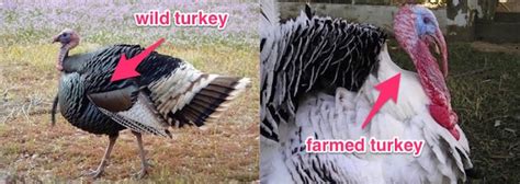 Heres How Much Bigger Your Thanksgiving Turkey Is Compared To The One