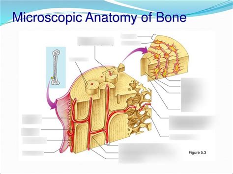 Anatomy Microscopic Structure Of Compact Bone Diagram Part 1