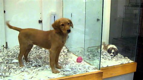 Another practice that some breeders use is selling puppies to local pet shops that sell puppies. Golden Retriever at Pet Store - YouTube