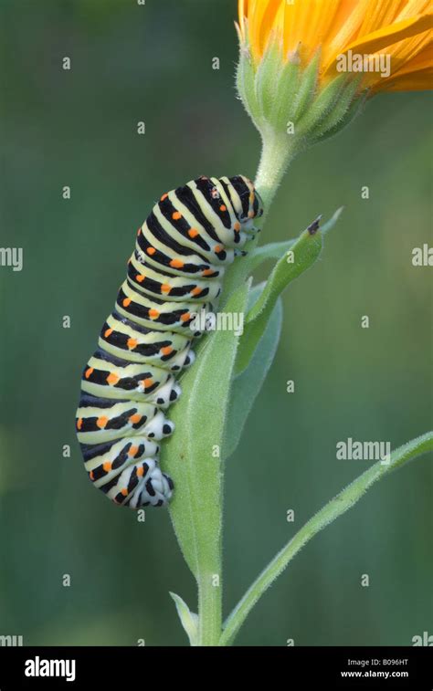 Old World Swallowtail Or Common Yellow Swallowtail Caterpillar Papilio