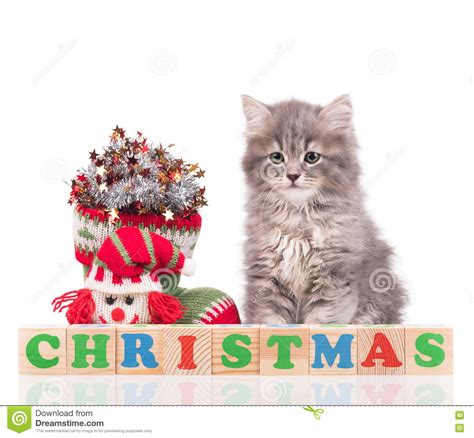 Cute Fluffy Kitten Stock Photo Image Of Christmas Animal