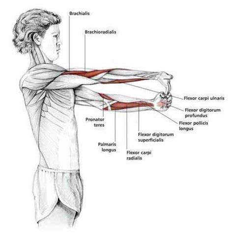 Arm muscles can also be classified by their compartments or regions. Fingers Down Forearm Stretch - Common Shoulder Stretching Exercises | FrozenShoulder.com #Sport ...