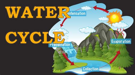 Water Cycle Hydrological Cycle Environmental Science Evs