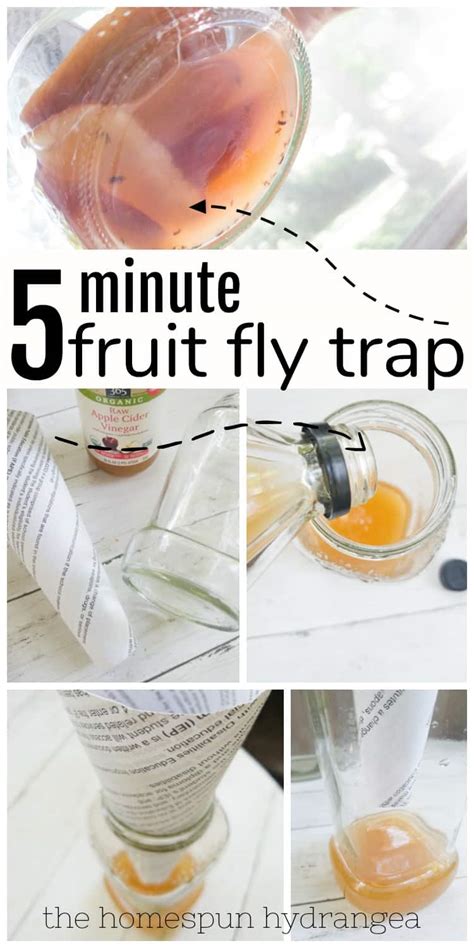 Diy Fruit Fly Trap For Getting Rid Of Fruit Flies The Homespun Hydrangea