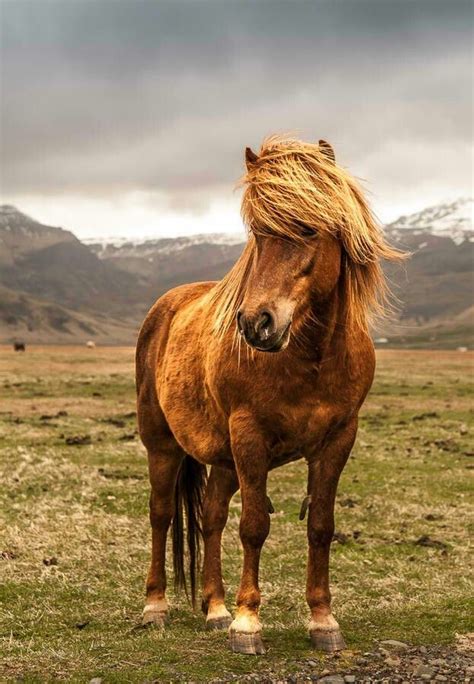 7 Beautiful Icelandic Horses Article Waqszi