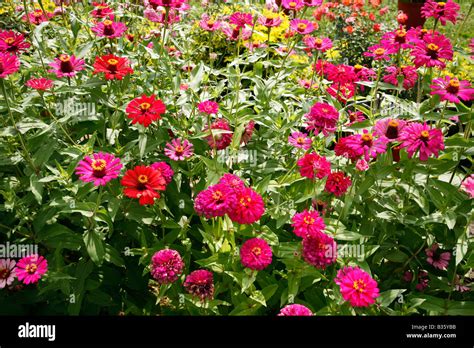 Zinnia Flowers Stock Photo Alamy
