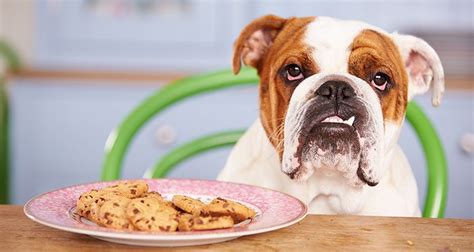 It would seem dogs don't mind eating anything they can get their lips around, including those things that are not good for them. 8 Surprising Foods That Can Harm Or Kill Your Pets ...