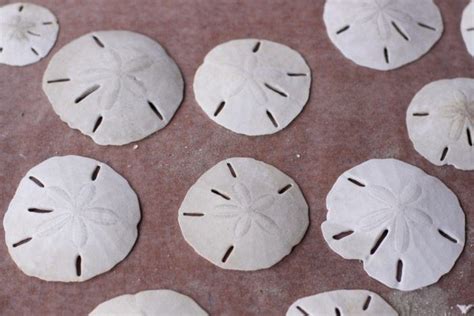 3 Sand Dollar Crafts To Use Up Sea Shells From Vacation Sand Dollar